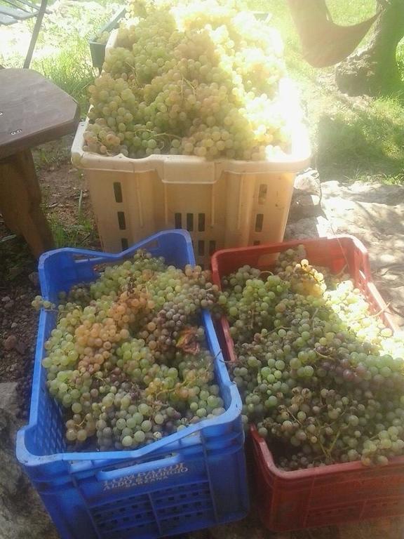 莱里奇La Fattoria Di Nonna Eugenia住宿加早餐旅馆 外观 照片